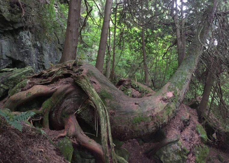 Ancient Escarpment Cedar, Bruce Caves, Wiarton copy