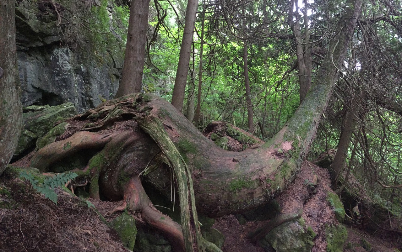 Ancient Escarpment Cedar, Bruce Caves, Wiarton copy