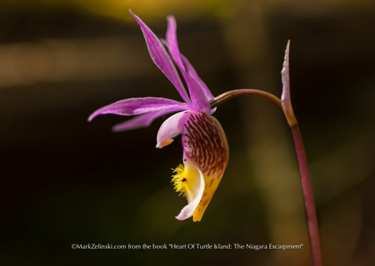 SOK-orchid-SaugeenPeninsula- markzelinski.com-1